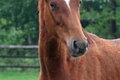 130518-Fuerst Jever Wallach v. Fuerst Romancier-0001