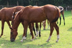 140726-Fuerst Jever Wallach v. Fuerst Romancier-0019