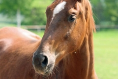 150524-Fuerst Jever Wallach v. Fuerst Romancier-0001