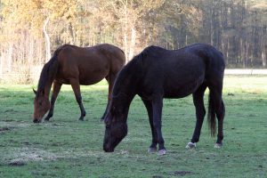 Zucht - eine kleine und private Pferdezucht bereichert unser Leben