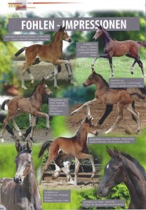 Horse Magazin Gestüt Sprehe Ausgabe Dezember 2017