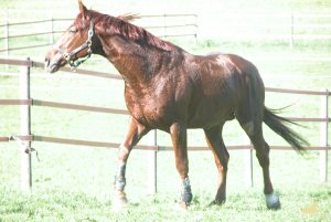 Boltano auf der Koppel 2003