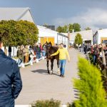 Körung der Hannoveraner Dressurhengste in Verden