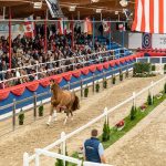 Oldenburger Hengsttage und DSP-Hauptkörung