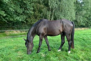 Belmondo, Oldenburger Wallach von Bon Joker, Bruder von Batu PR, Besitzerin Yvonne von Appen