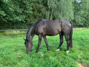 Belmondo, Wallach v. Bon Joker x Swarovski, Oldenburger