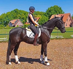 Belmondo v. Bon Joker, unter dem Sattel sehr brav und lernwillig!