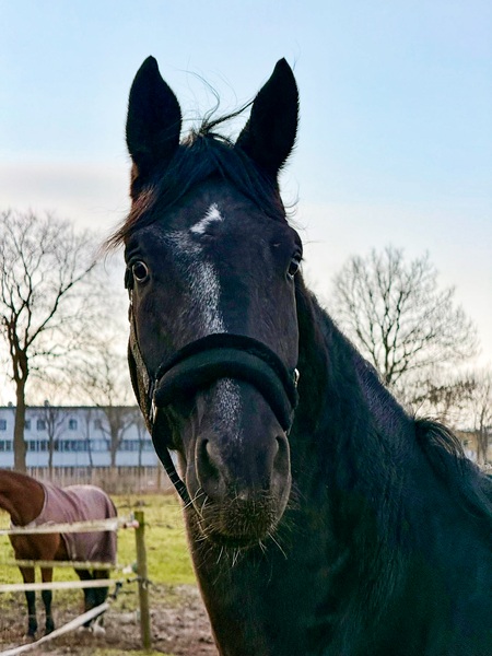 Belmondo v. Bon Joker: 5-jähriger Wallach findet neues Zuhause als Freizeitpartner
