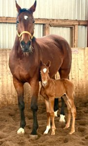 Oldenburger Dressur-Nachwuchs: Das typstarke Escaneno-Hengstfohlen El Neno als Fohlen aus einem Grand-Prix-Mutterstamm.