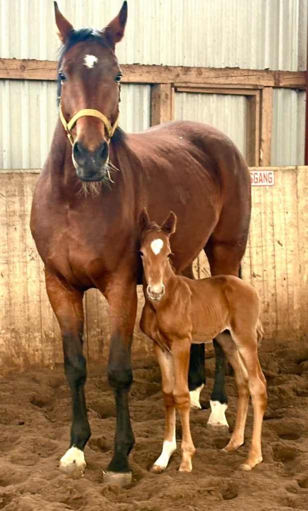 Oldenburger Dressur-Nachwuchs: Das typstarke Escaneno-Hengstfohlen El Neno als Fohlen aus einem Grand-Prix-Mutterstamm.