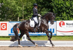Yvonne von Appen reitet Bencanto bei der erfolgreichen Qualifikation zum Bundeschampionat für Dressurpferde