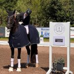 Dressurpferd Bencanto bei der Qualifikation für das Bundeschampionat Dressurpferde.