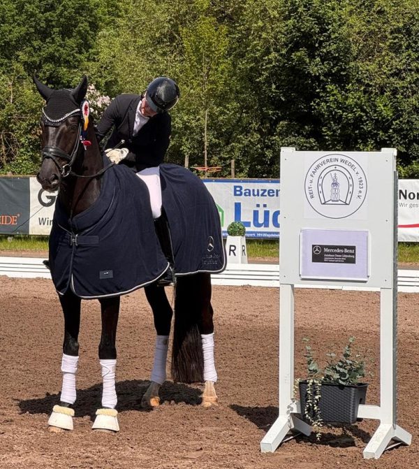Dressurpferd Bencanto bei der Qualifikation für das Bundeschampionat Dressurpferde.
