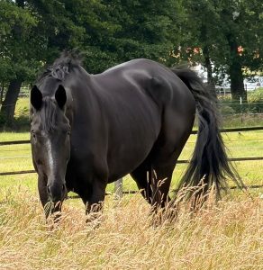 Verkauft: Belmondo von Bon Joker, Oldenburger