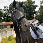 Belmondo neues Zuhause