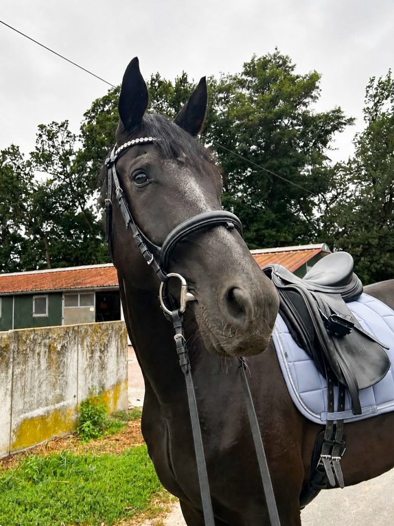 Belmondo neues Zuhause